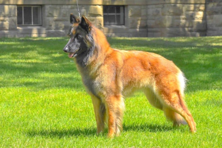 Laila, a Belgian Shepherd tested with EmbarkVet.com