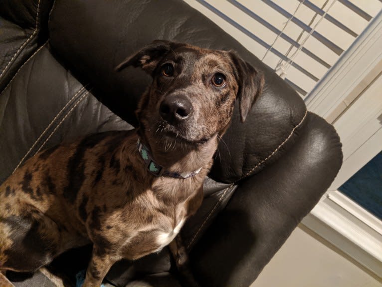 Blake, an American Bully and Dachshund mix tested with EmbarkVet.com