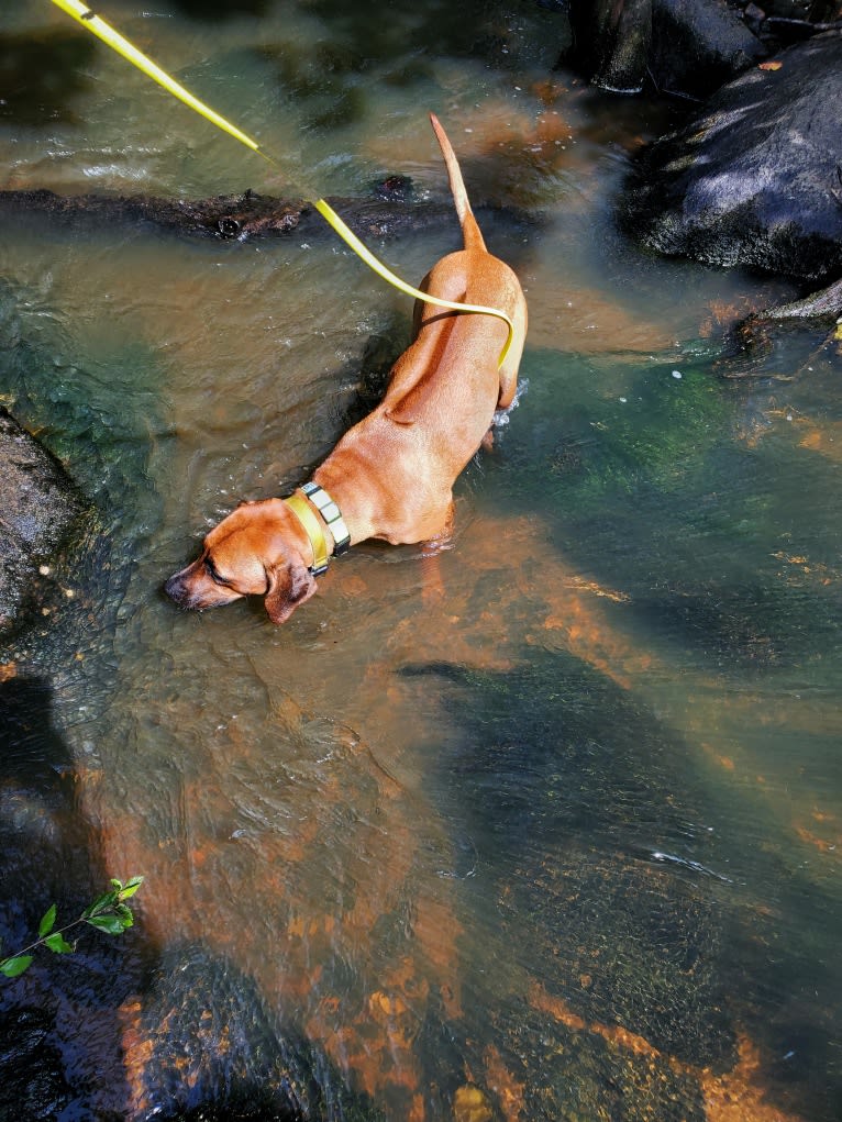 Willow, a Rhodesian Ridgeback tested with EmbarkVet.com