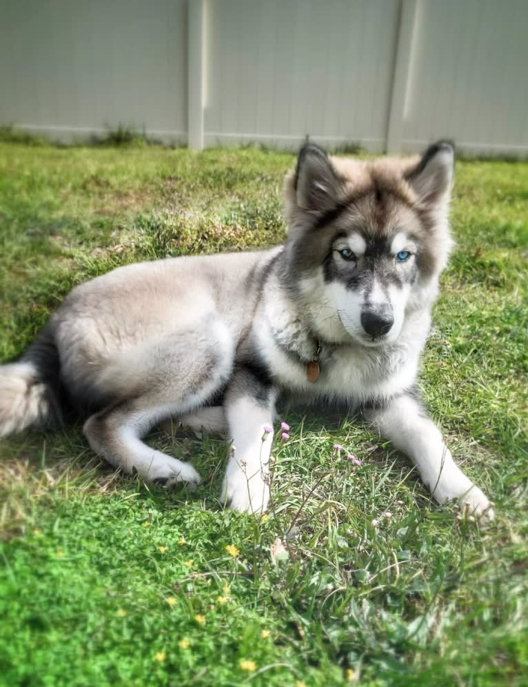 Cider, a Siberian Husky tested with EmbarkVet.com