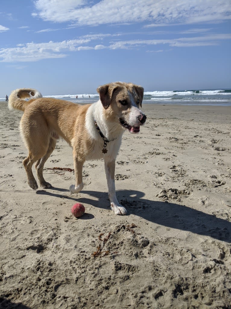 Archie, an Australian Shepherd and Jindo mix tested with EmbarkVet.com