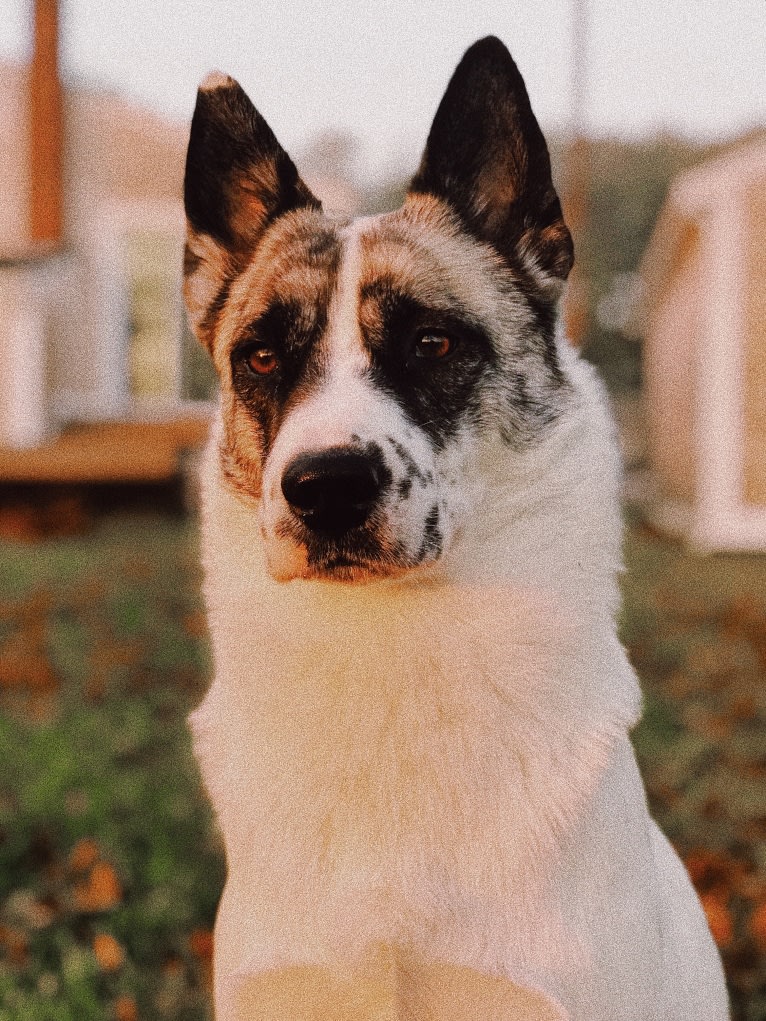 Iso, a Siberian Husky and Australian Cattle Dog mix tested with EmbarkVet.com