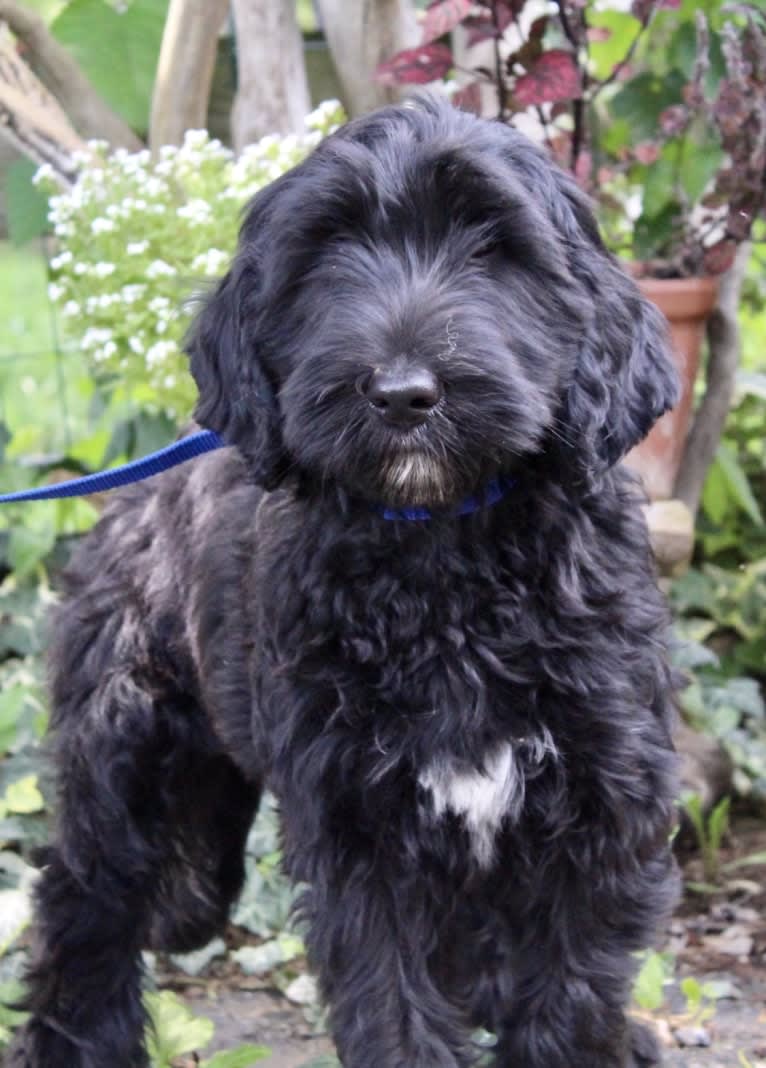 Juno, a Poodle (Standard) and English Cocker Spaniel mix tested with EmbarkVet.com