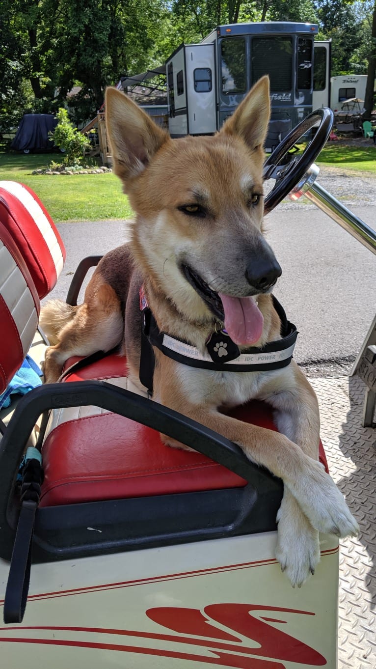 Loki, a German Shepherd Dog and Siberian Husky mix tested with EmbarkVet.com