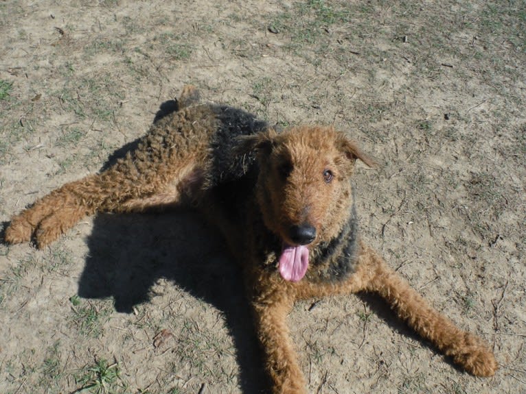 Sulley, an Airedale Terrier tested with EmbarkVet.com