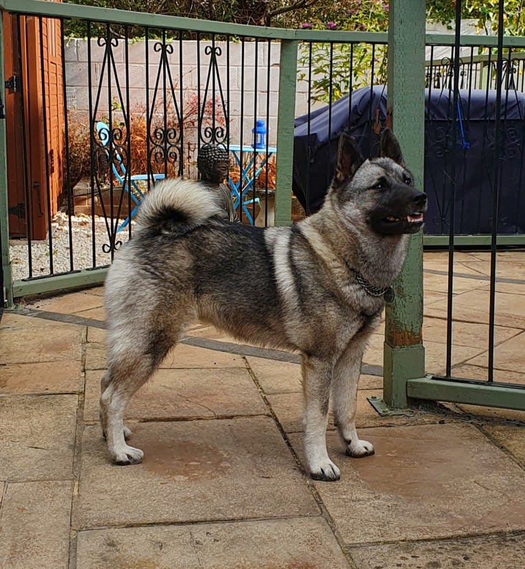 ALYS, a Norwegian Elkhound tested with EmbarkVet.com