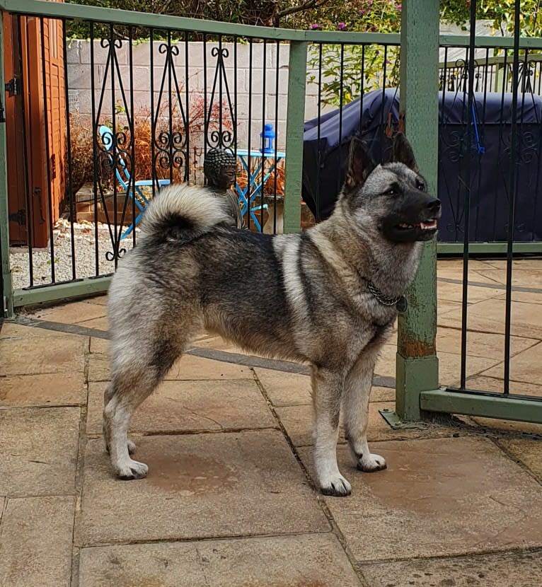 ALYS, a Norwegian Elkhound tested with EmbarkVet.com