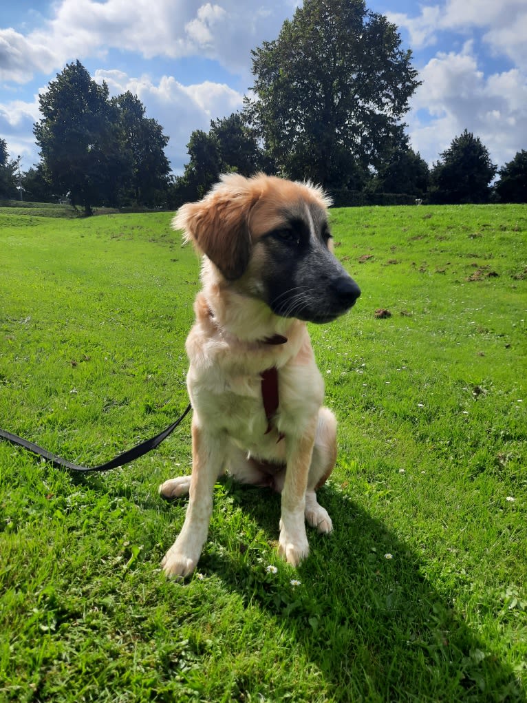 Mika, a West Asian Village Dog tested with EmbarkVet.com