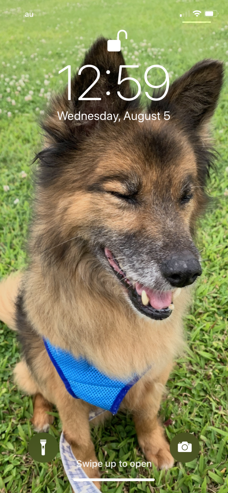 Maru, a Japanese or Korean Village Dog tested with EmbarkVet.com