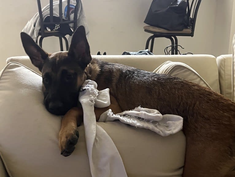 Atlas, a Belgian Malinois and Australian Cattle Dog mix tested with EmbarkVet.com