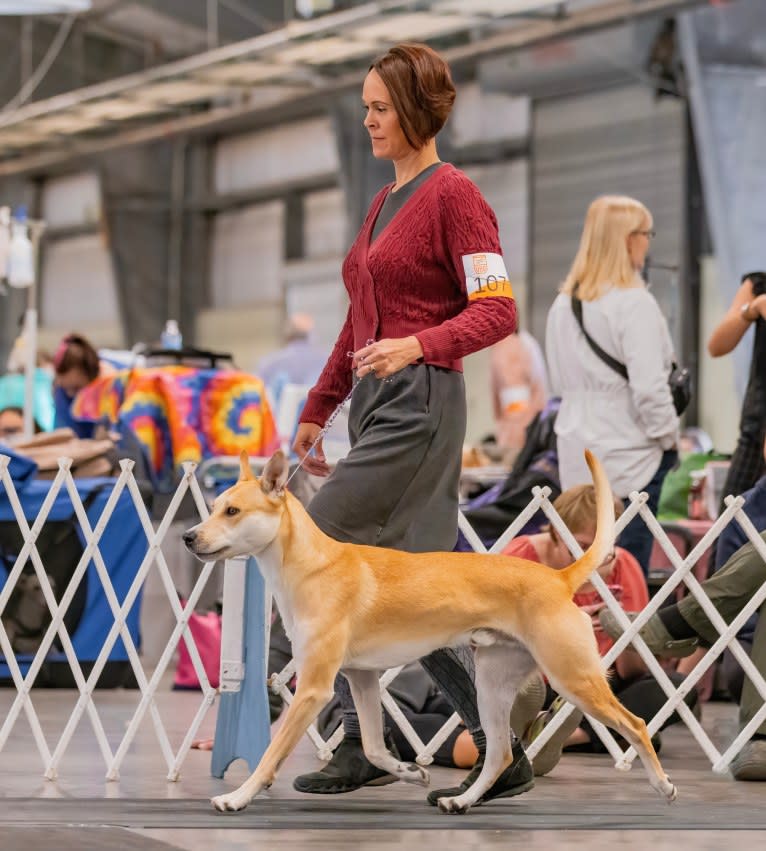 Loomy, a Carolina Dog tested with EmbarkVet.com