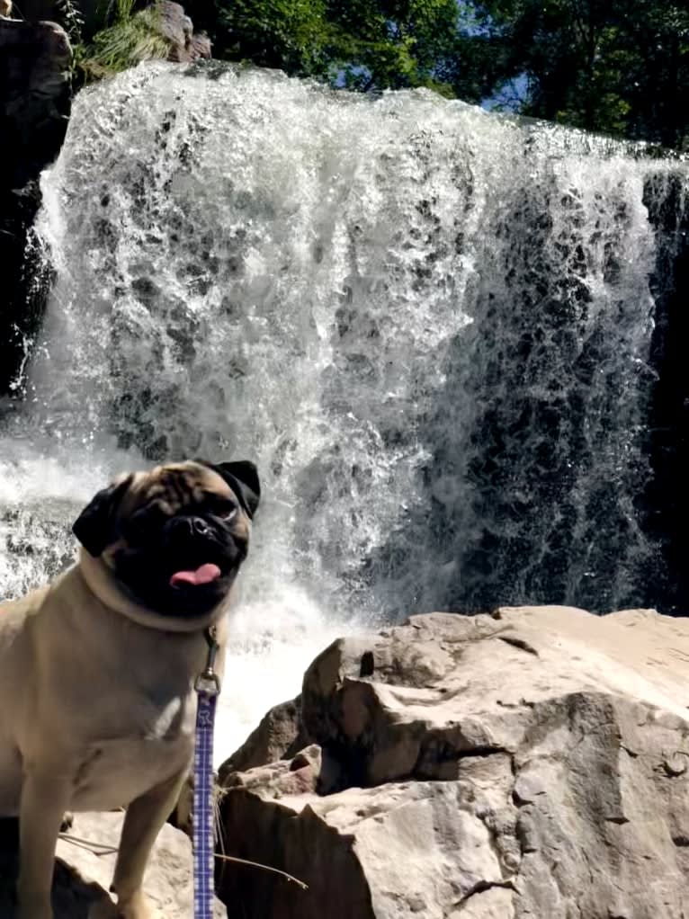 Barkley, a Pug tested with EmbarkVet.com