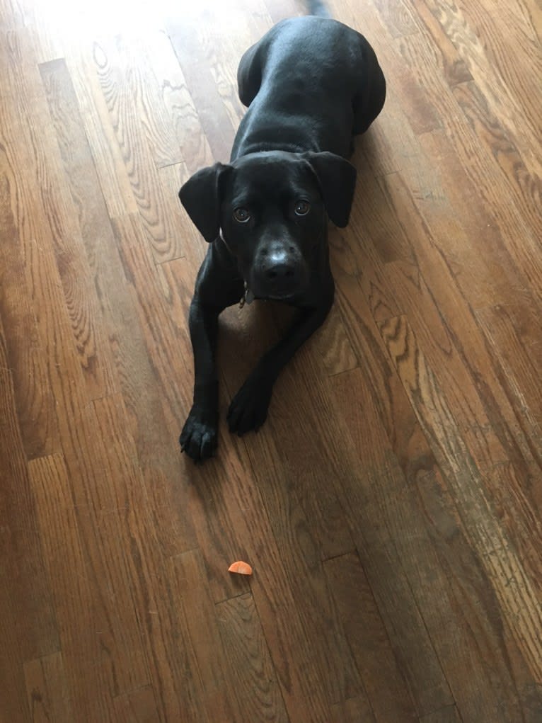 Maple, an American Bully and Rottweiler mix tested with EmbarkVet.com