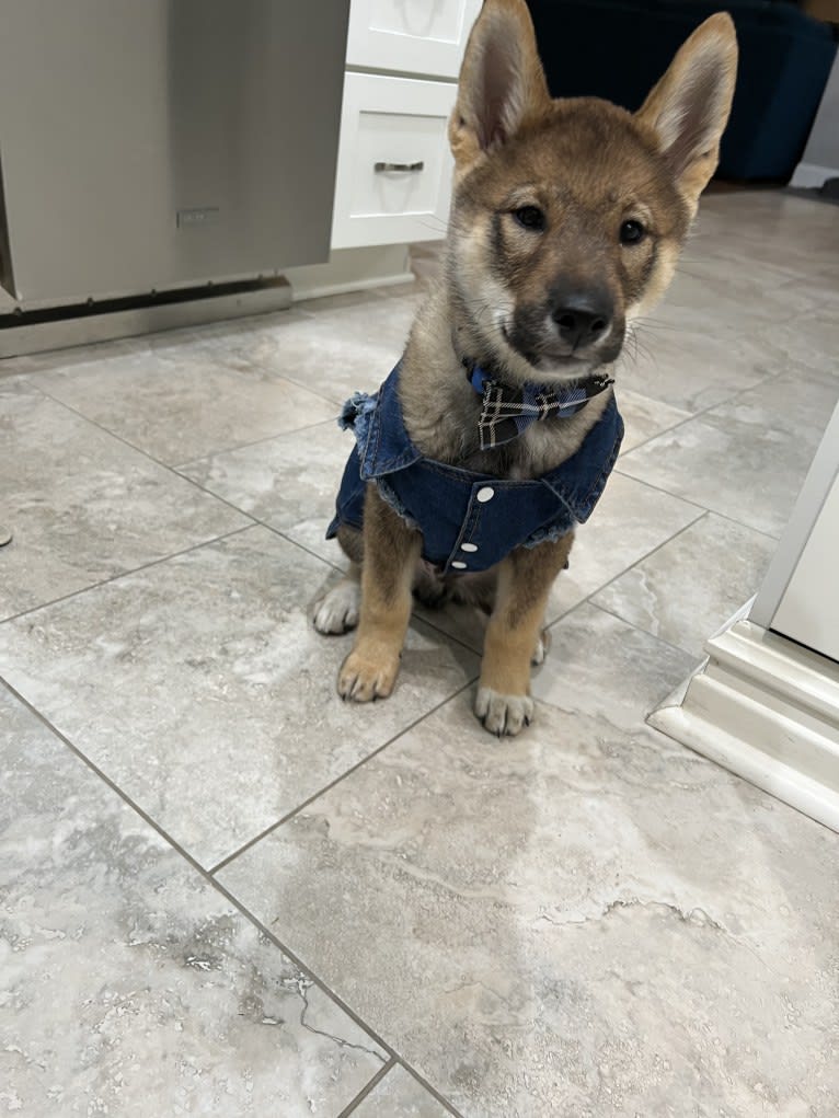 Ryoma Fruchtman, a Shikoku tested with EmbarkVet.com