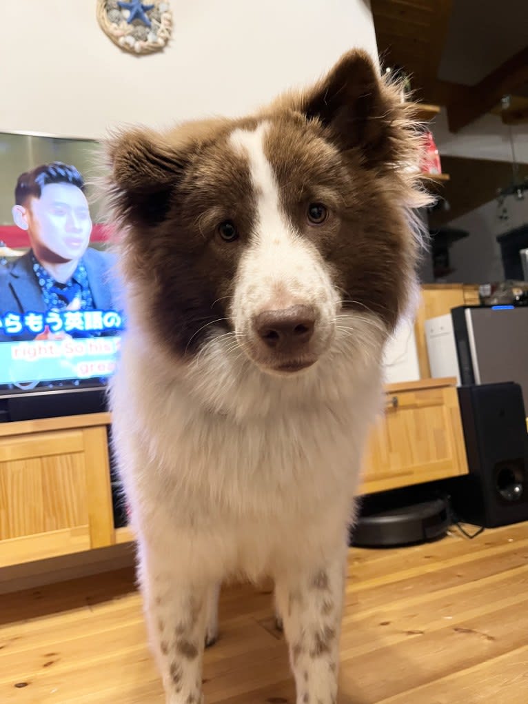 KINTOKI, a Shiba Inu and American Eskimo Dog mix tested with EmbarkVet.com