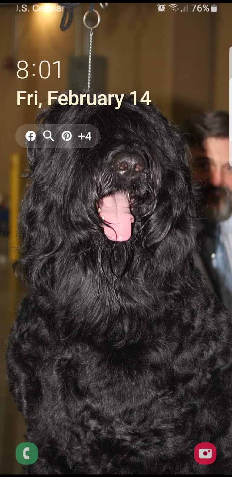 William Wallace, a Black Russian Terrier tested with EmbarkVet.com
