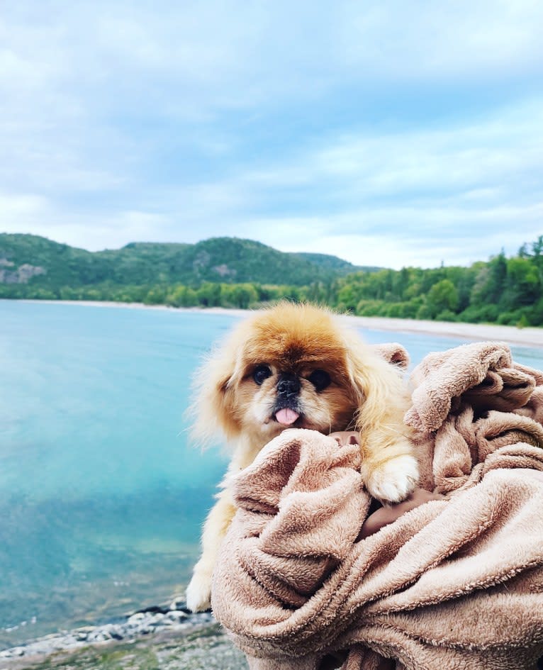 Ernest, a Pekingese tested with EmbarkVet.com