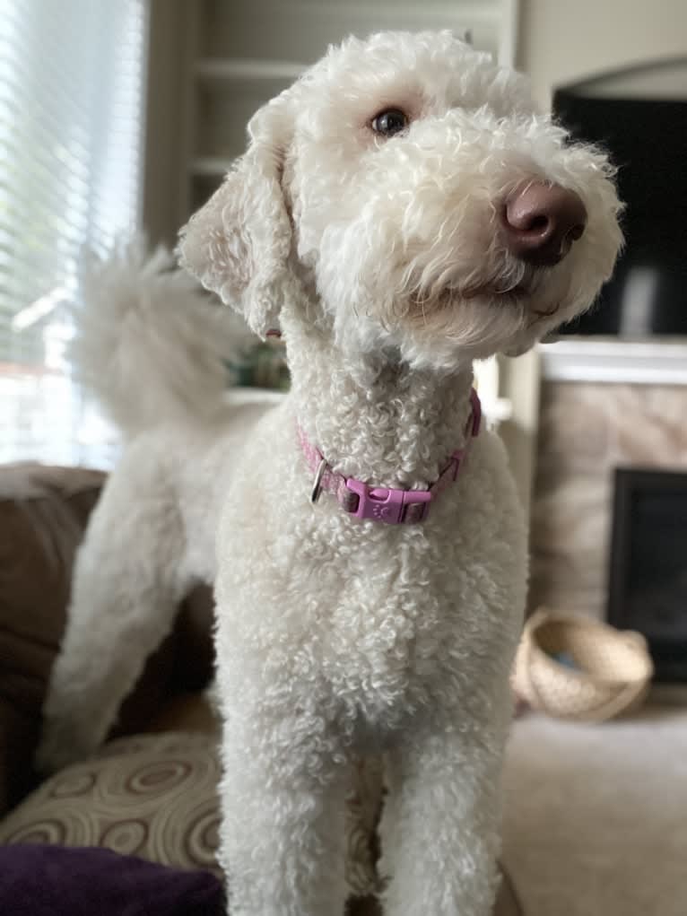 Sunny, an Aussiedoodle tested with EmbarkVet.com