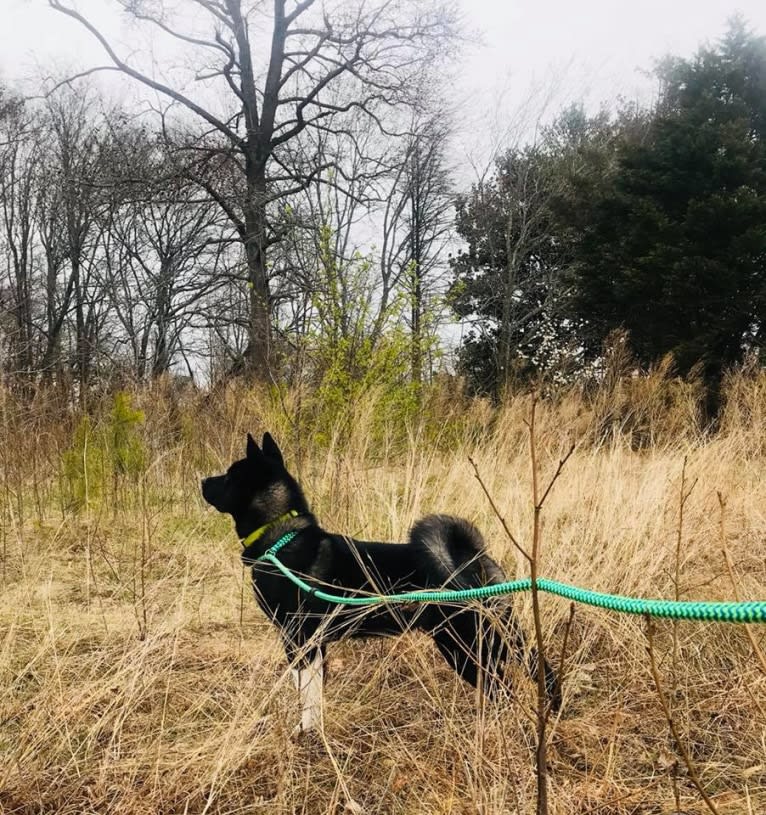 Aengus, an Akita tested with EmbarkVet.com