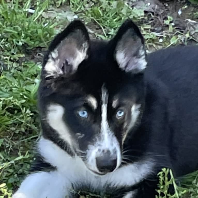 LUNA, a Pomsky tested with EmbarkVet.com