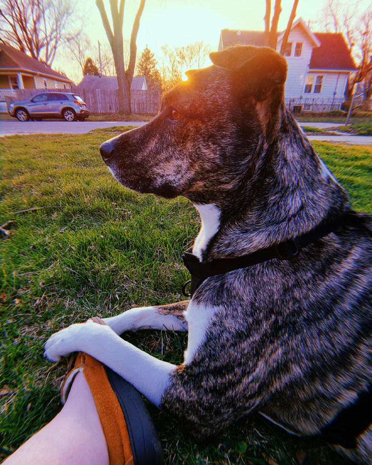 Latke, an American Pit Bull Terrier and Australian Cattle Dog mix tested with EmbarkVet.com