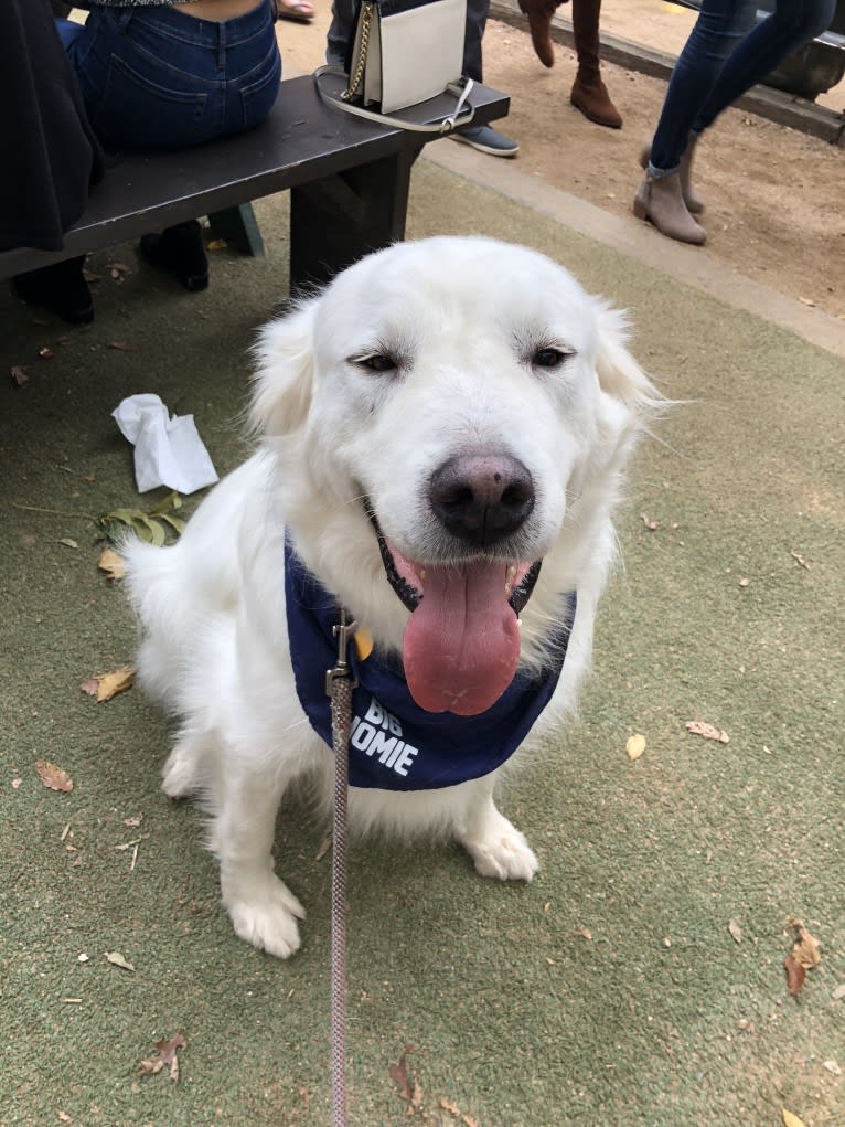 Theo, a Great Pyrenees and Australian Cattle Dog mix tested with EmbarkVet.com