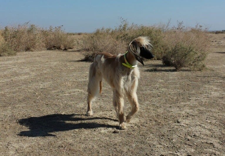 Habbi, an Afghan Hound tested with EmbarkVet.com