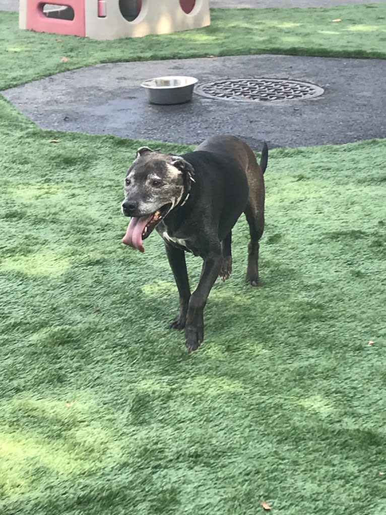 Shadow, an American Pit Bull Terrier and American Staffordshire Terrier mix tested with EmbarkVet.com