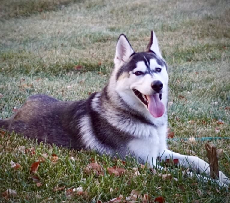 Storm, a Siberian Husky and American Pit Bull Terrier mix tested with EmbarkVet.com