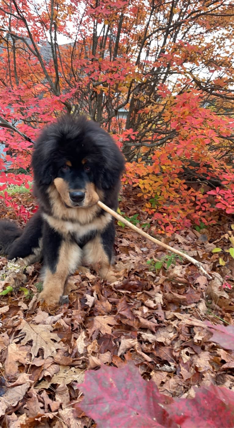 Dembe Zuma Murray, a Tibetan Mastiff tested with EmbarkVet.com