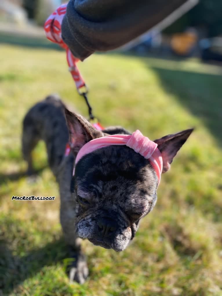 Pink Lady, a French Bulldog tested with EmbarkVet.com