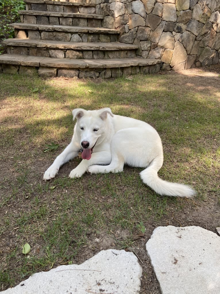 Dash, a Gerberian Shepsky (12.7% unresolved) tested with EmbarkVet.com