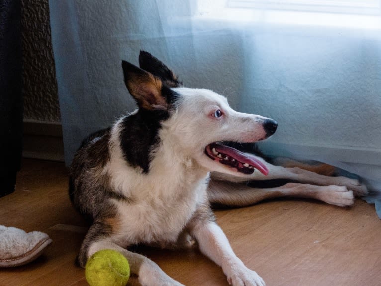 Mixie, a Border Collie tested with EmbarkVet.com