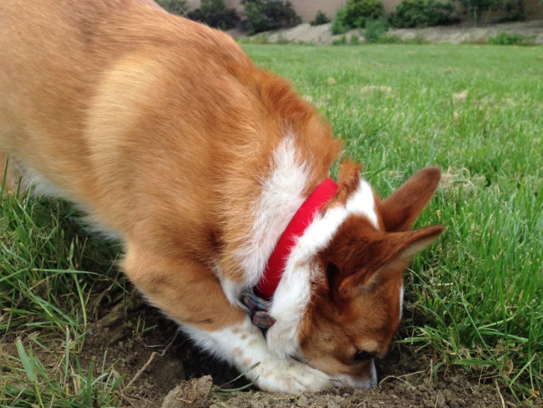 Wizard, a Pembroke Welsh Corgi and Border Collie mix tested with EmbarkVet.com