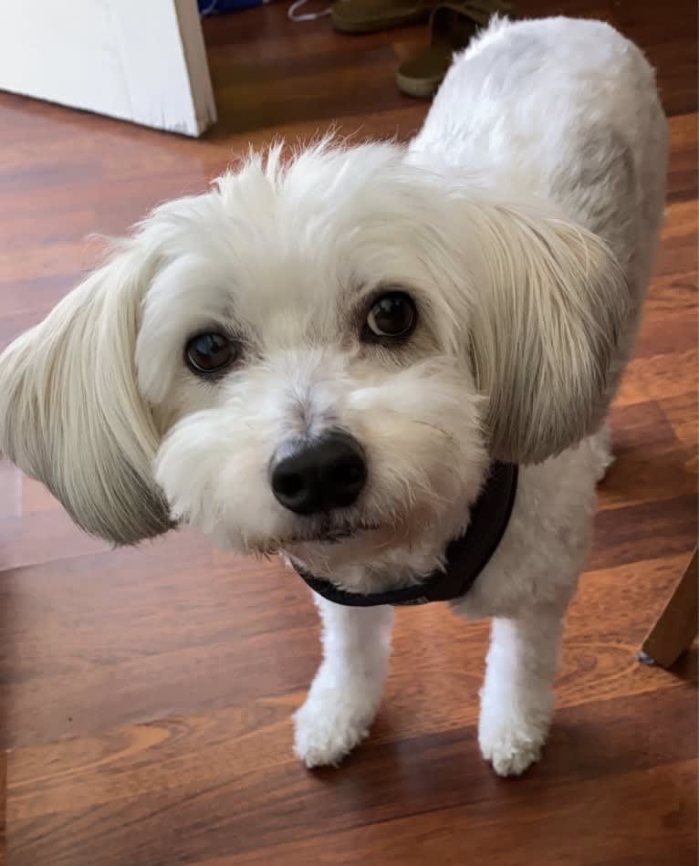 Jack, a Chinese Crested tested with EmbarkVet.com
