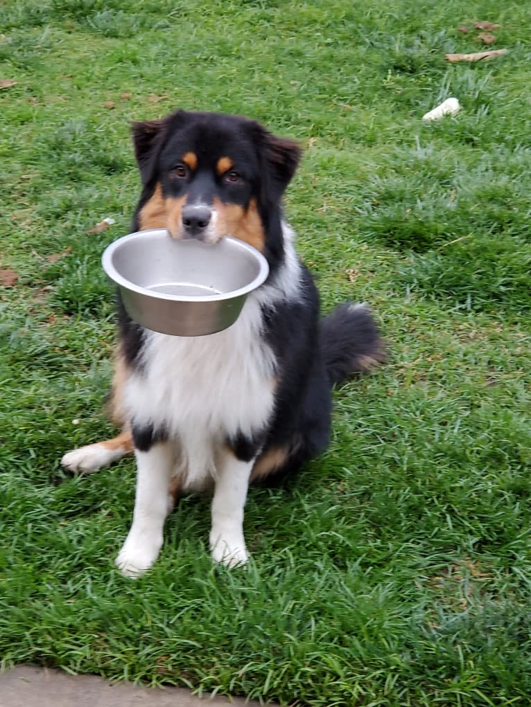 Champ Ice, an Australian Shepherd tested with EmbarkVet.com