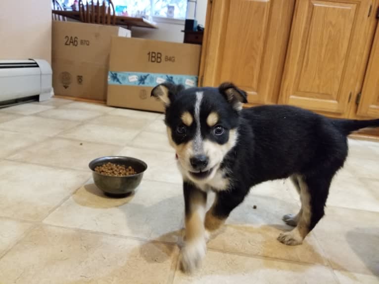 Rasha Rohan, a Siberian Husky and German Shepherd Dog mix tested with EmbarkVet.com