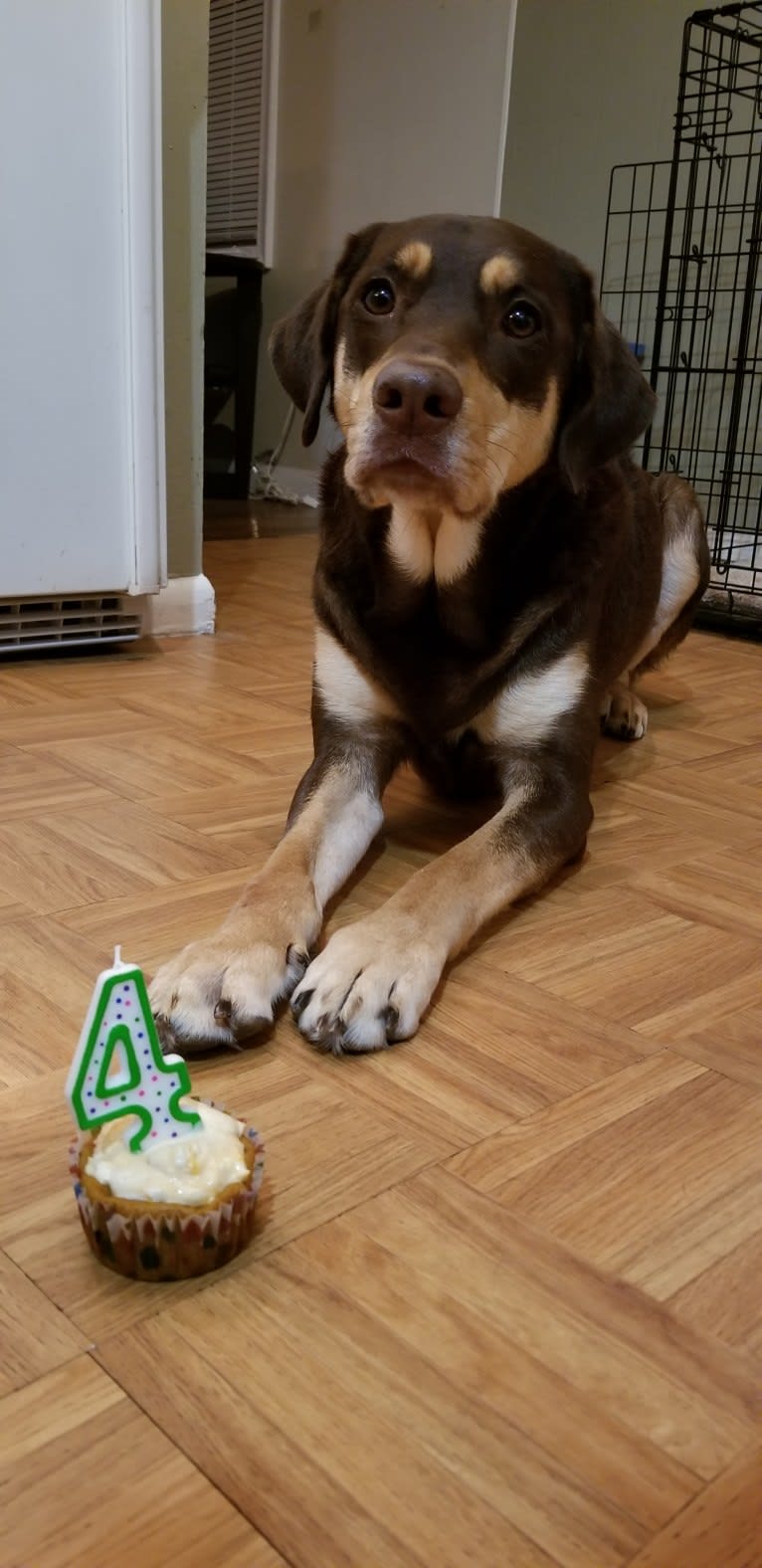 Kuemper, a Labrador Retriever and Golden Retriever mix tested with EmbarkVet.com