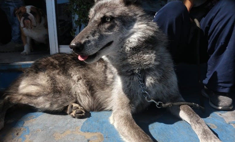 Akela a dog tested with EmbarkVet.com