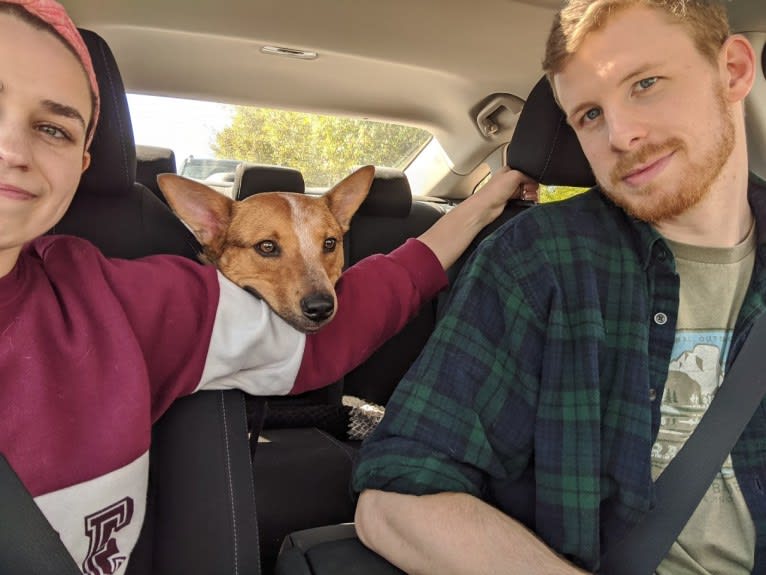 Melvin, an Australian Cattle Dog tested with EmbarkVet.com