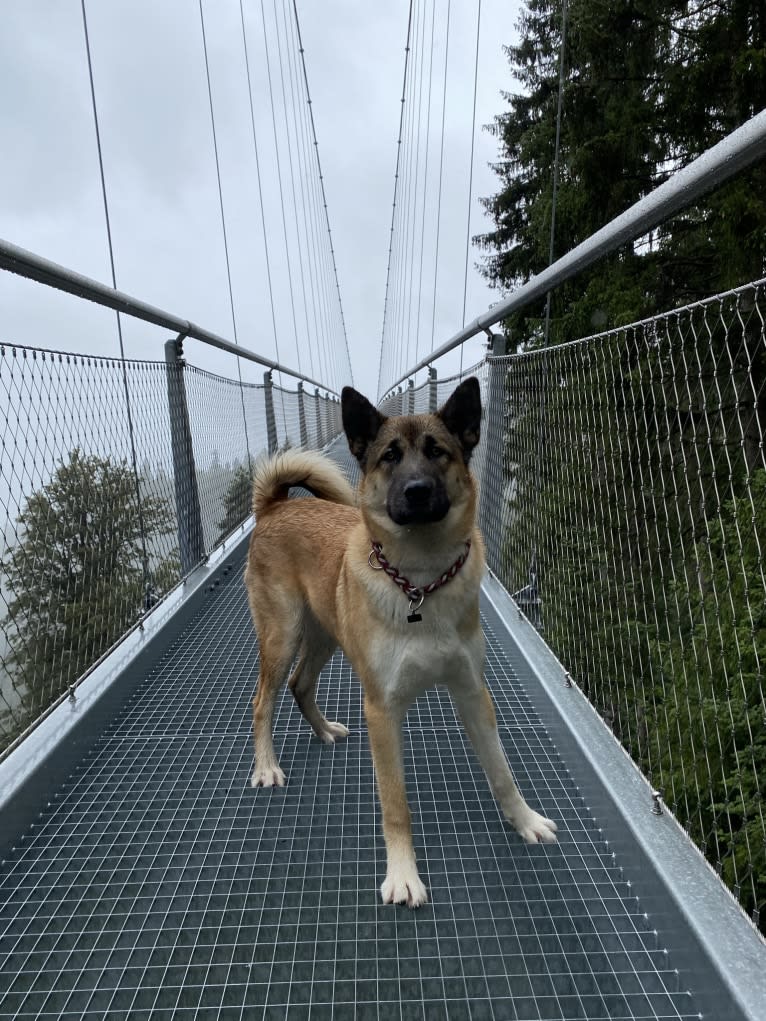 Anouk, a Yakutian Laika and Akita Inu mix tested with EmbarkVet.com