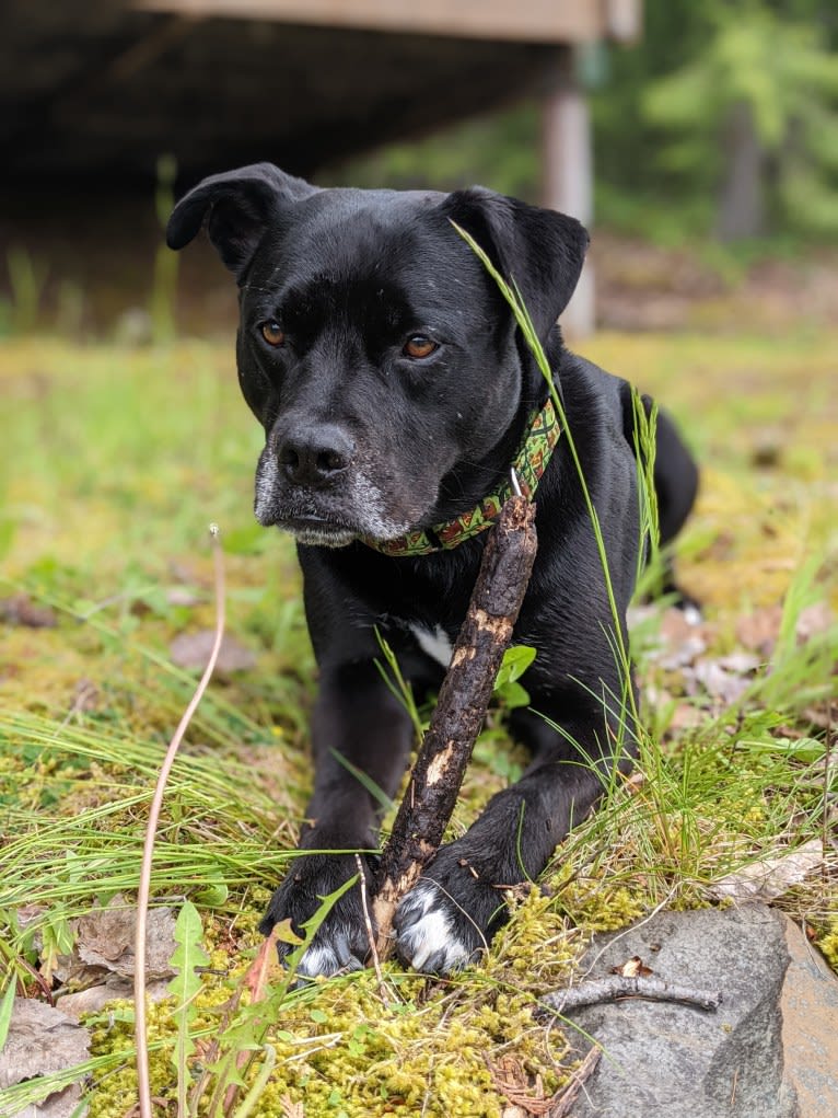 Squeak, an American Bully and American Pit Bull Terrier mix tested with EmbarkVet.com