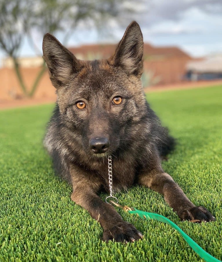 Sketti Spaghetti, a Coyote and Border Collie mix tested with EmbarkVet.com