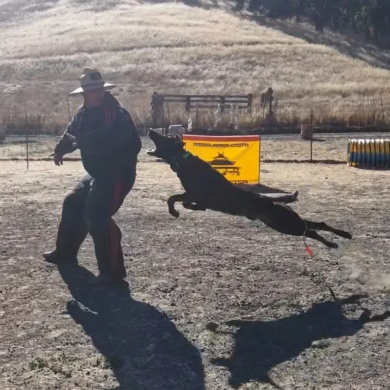 Static, a Dutch Shepherd tested with EmbarkVet.com