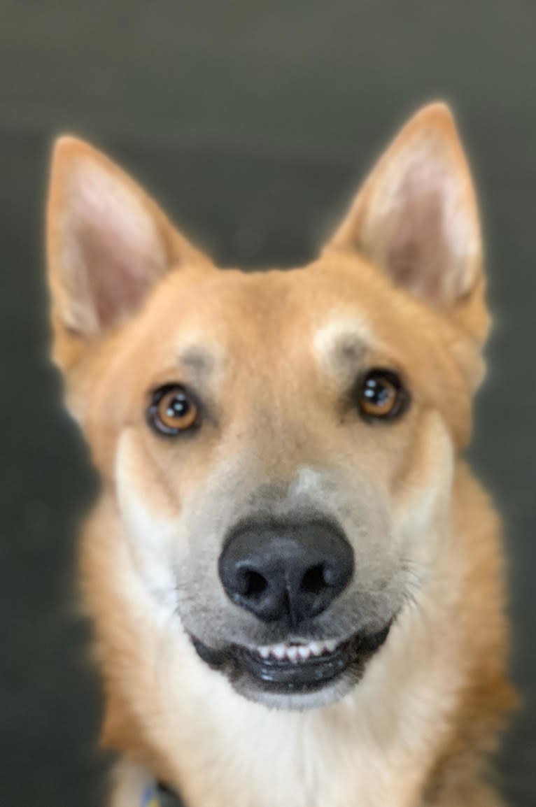 Loki, a Gerberian Shepsky tested with EmbarkVet.com
