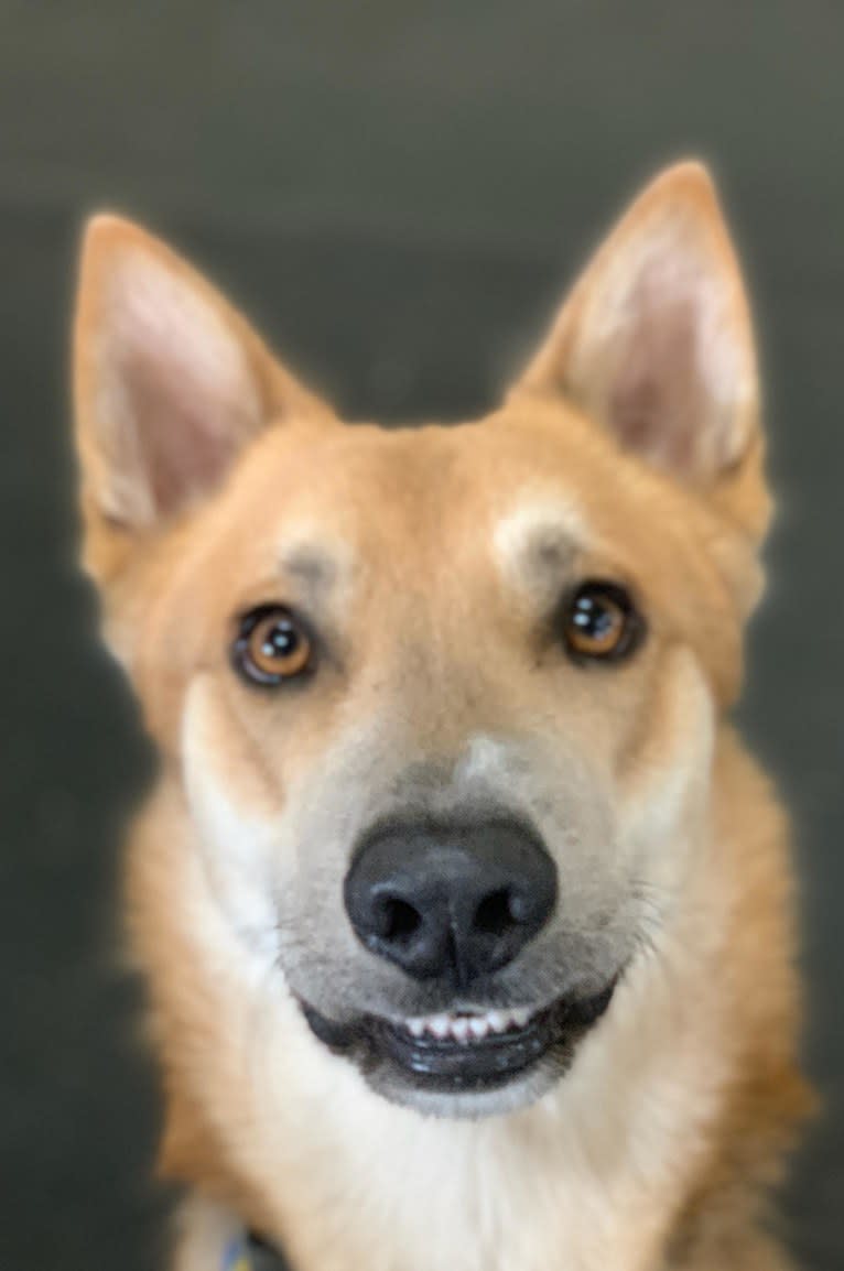 Loki, a German Shepherd Dog and Siberian Husky mix tested with EmbarkVet.com