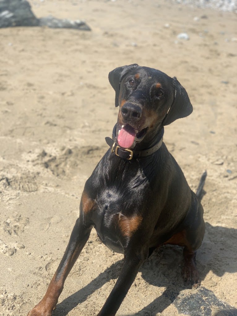 Toby, a Doberman Pinscher tested with EmbarkVet.com