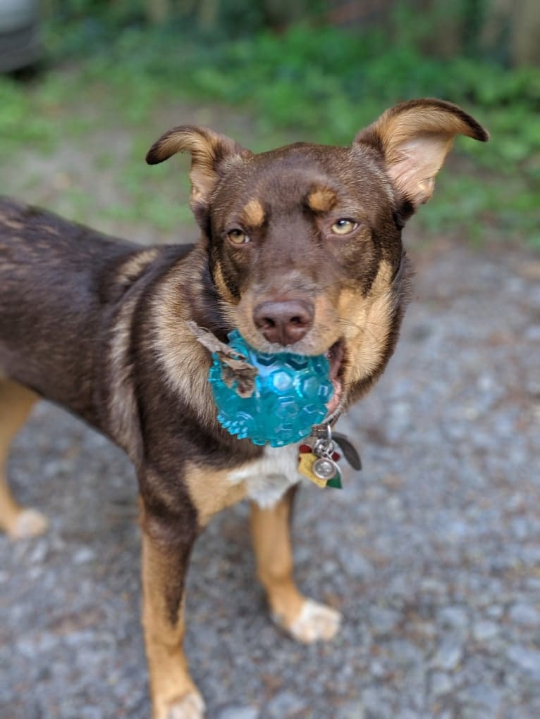 Odin, a Norwegian Elkhound and Miniature/MAS-type Australian Shepherd mix tested with EmbarkVet.com