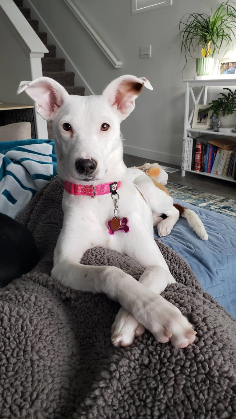 Delta, an American Pit Bull Terrier and Australian Shepherd mix tested with EmbarkVet.com