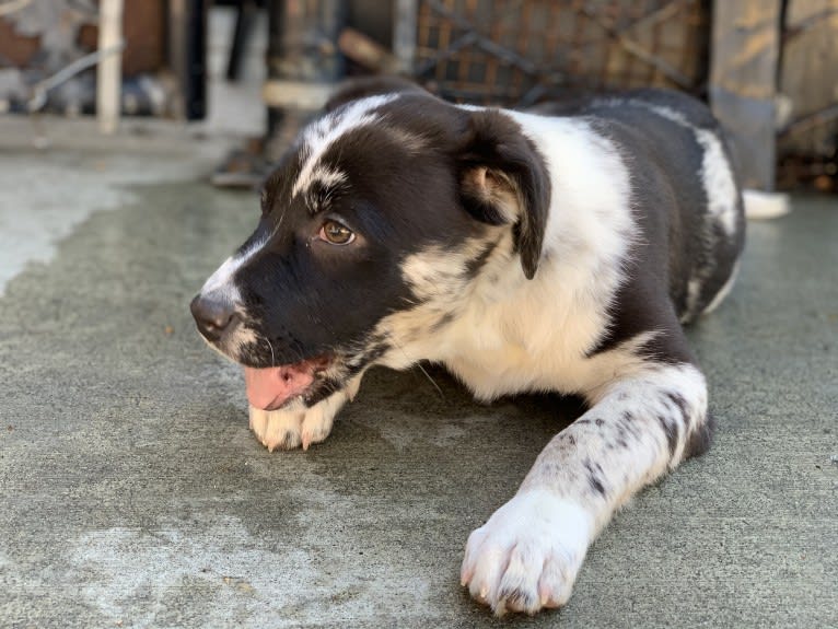 Bumblebea Arthur, an Australian Cattle Dog and American Pit Bull Terrier mix tested with EmbarkVet.com